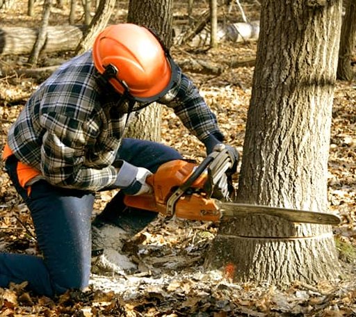 Tree Removal in Milnesville, PA